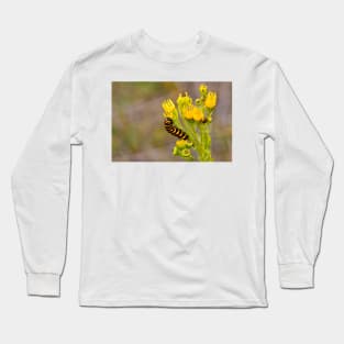 Cinnabar Moth Caterpillar on Ragwort Flowers Long Sleeve T-Shirt